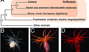 Baumgarten, Sebastian & Simakov, Oleg & Esherick, Lisl & Liew, Yi Jin & Lehnert, Erik & Michell, Craig & Li, Yong & Hambleton, Elizabeth & Guse, Annika & Oates, Matt & Gough, Julian & Weis, Virginia & Aranda Lastra, Manuel & Pringle, John & Voolstra, Christian. (2015). The genome of Aiptasia, a sea anemone model for coral symbiosis. Proceedings of the National Academy of Sciences. 112. 10.1073/pnas.1513318112.