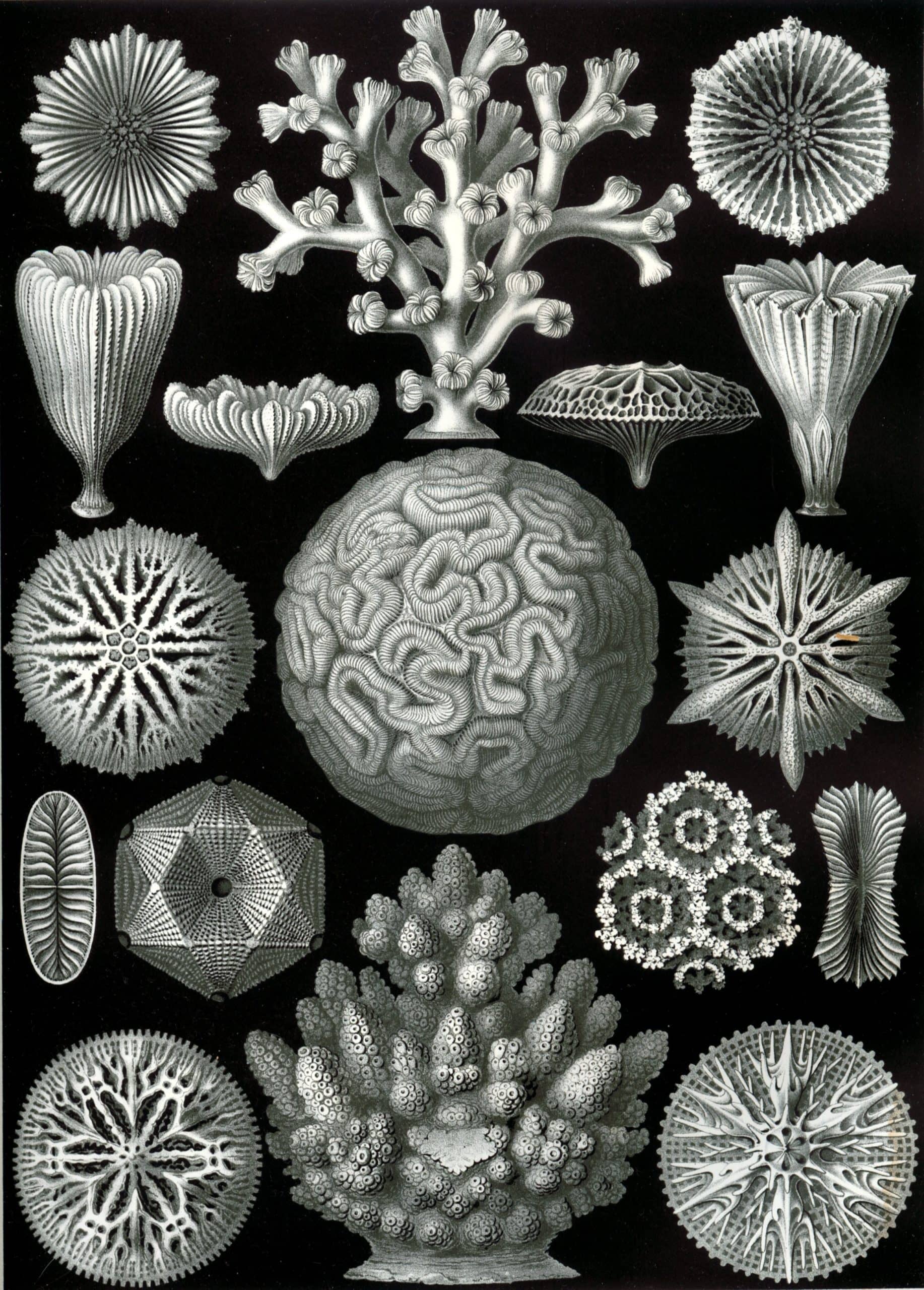 The 9th plate from Ernst Haeckel's ''Kunstformen der Natur'' (1904), depicting corals classified as Hexacoralla. Category:Ernst Haeckel