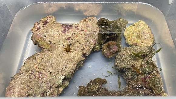 Image of aiptasia tank